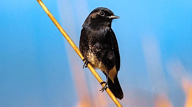 Usutu Virus Threatens Blackbird Population in South-East England and Greater London