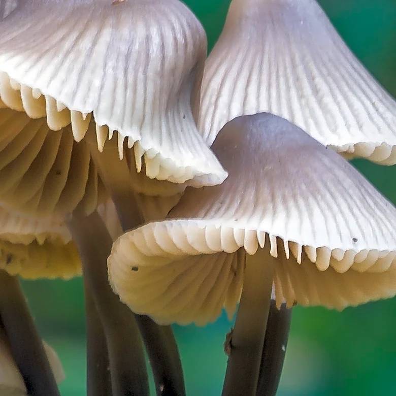 CDC Reports Rising Threat of Drug-Resistant Fungal Infections in U.S. Healthcare Facilities