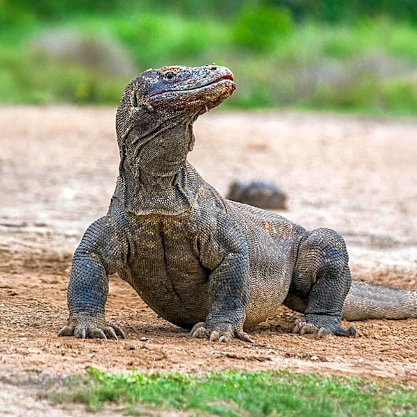 Study Reveals Homo Floresiensis Scavenged Meat from Komodo Dragons