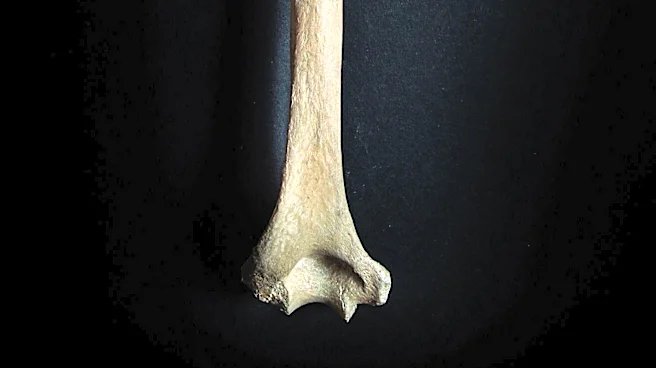 Prehistoric Plague May Have Contributed to Stone Age Population Decline in Europe