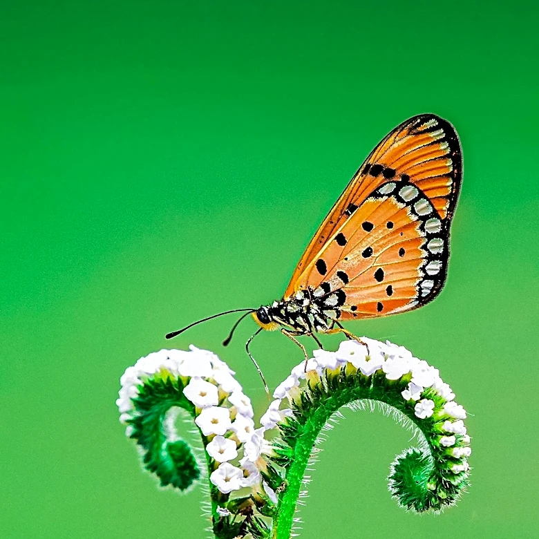 Tropical Heliconius Butterflies Exhibit Remarkable Longevity and Slow Aging