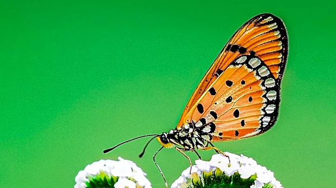 Tropical Heliconius Butterflies Exhibit Remarkable Longevity and Slow Aging