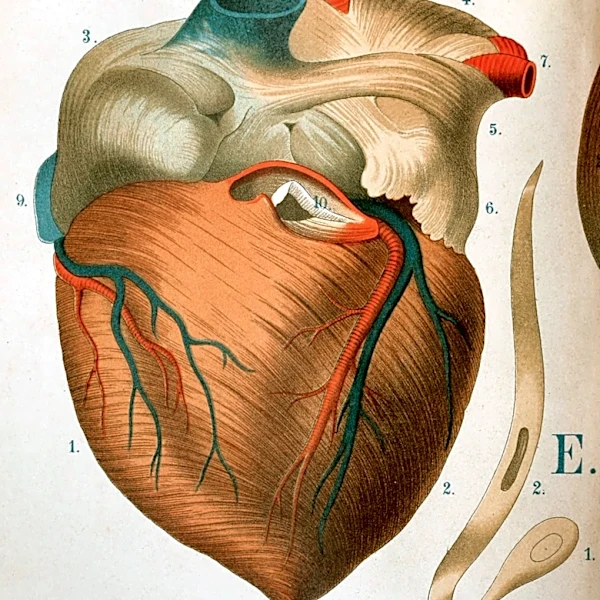 Liver Cancer Symptoms Often Overlooked, Leading to Delayed Diagnosis