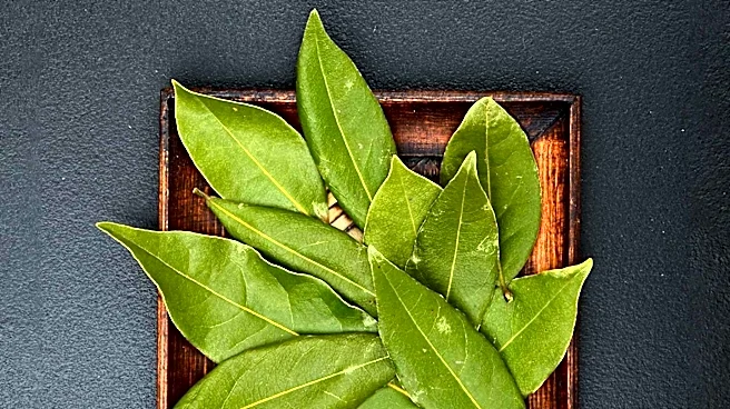 Women Farmers in West Bengal Create Lucrative Bay Leaf Business