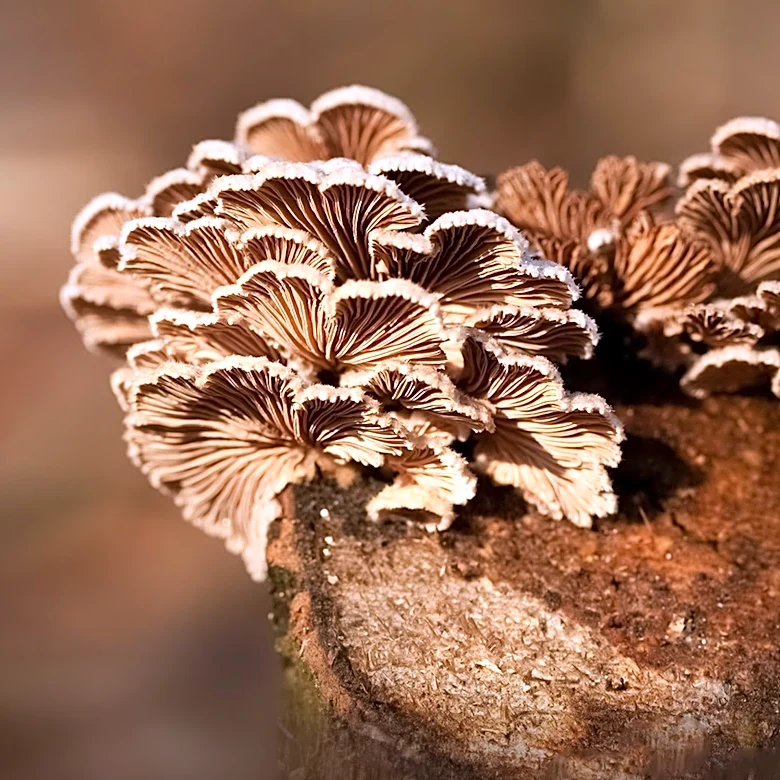 Researchers Map Global Fungal Network, Highlighting Its Environmental Role