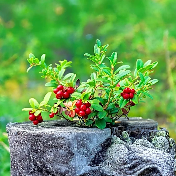 Restoration of Forgotten Cemetery in Rochester Leads to Discovery of Wild Berries