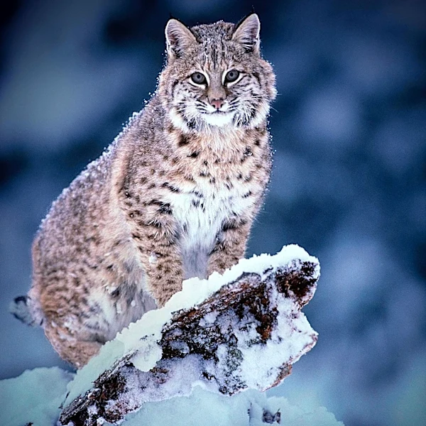 New England Residents Report Increased Bobcat Sightings Amid Mountain Lion Curiosity