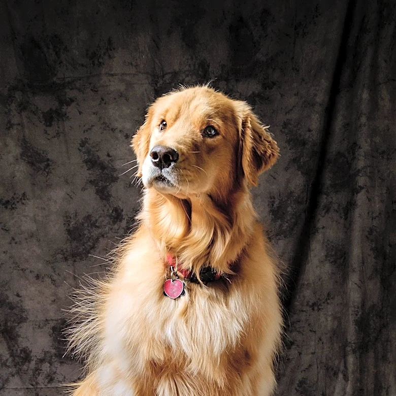 Pennsylvania SPCA Celebrates Revolutionary War Era Dogs Amid Semiquincentennial