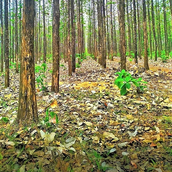 China's Great Green Wall Project Shows Unexpected Growth Patterns in Planted Forests