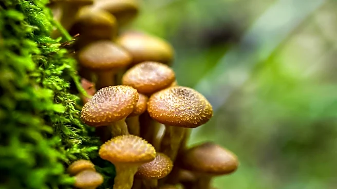 Researchers Discover Potential Symbiosis Between Moss and Fungi in Californian Deserts