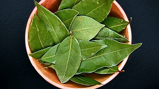Women Farmers in India Develop Profitable Bay Leaf Business, Empowering Rural Communities