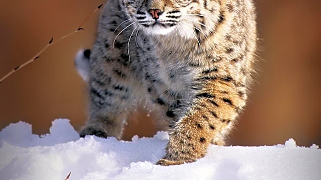 New England Residents Report Increased Bobcat Sightings Amid Mountain Lion Confusion