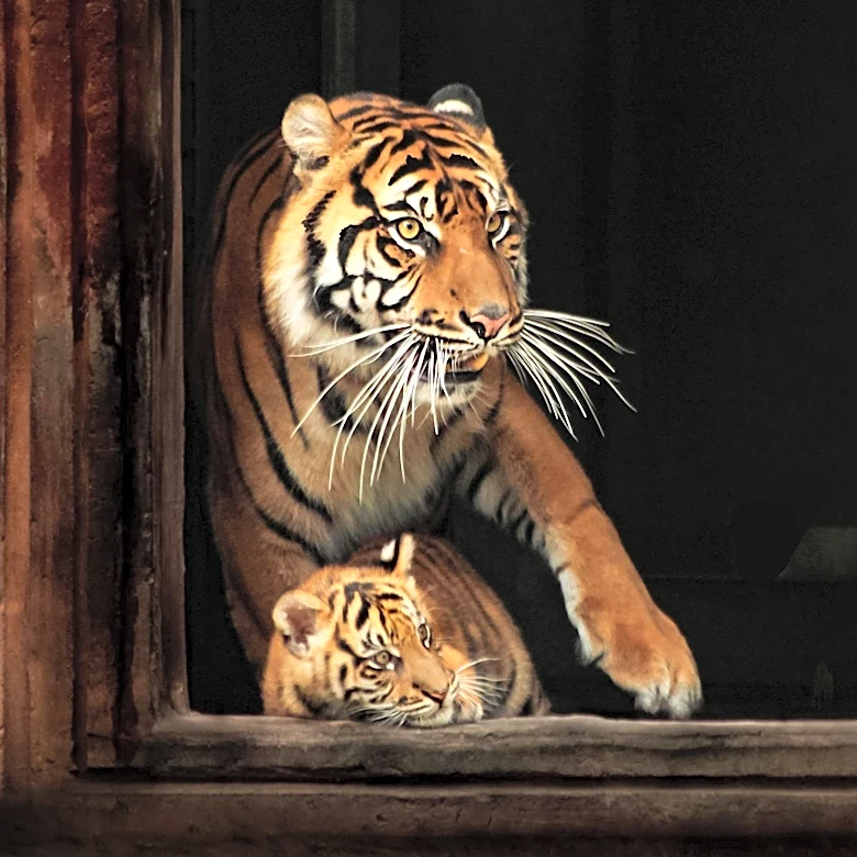 Illinois Expands Ban on Traveling Animal Acts to Include Big Cats, Bears, and Primates