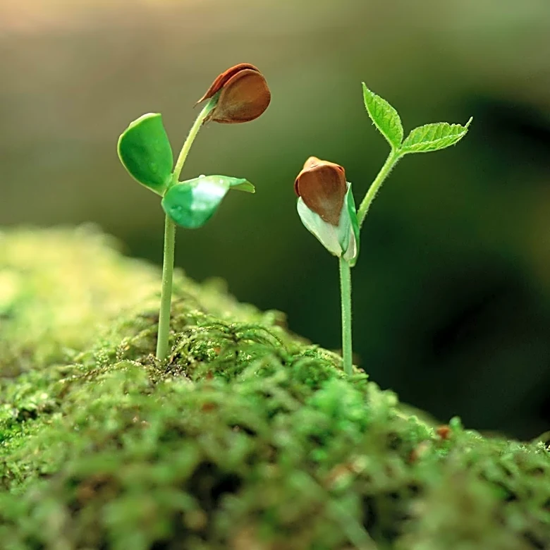 Study Predicts Earth's Last Plants Will Survive for 1.87 Billion Years