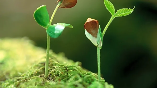 Study Predicts Earth's Last Plants Will Survive for 1.87 Billion Years
