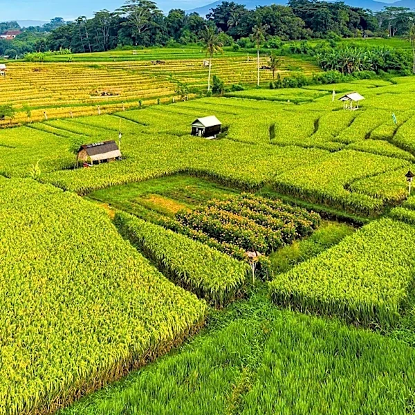 DOSM Chief Advocates for Enhanced Agricultural Output to Secure Malaysia's Food Future