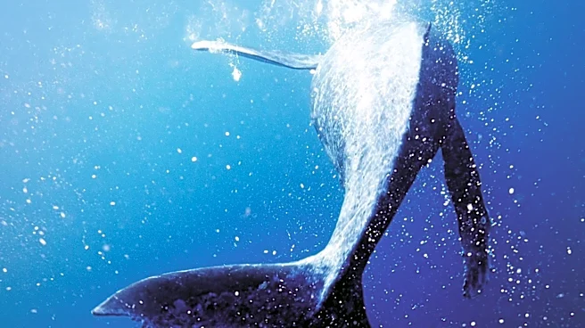 Whale Collision Sinks Firefighters' Boat During July 4th Duty in New Jersey