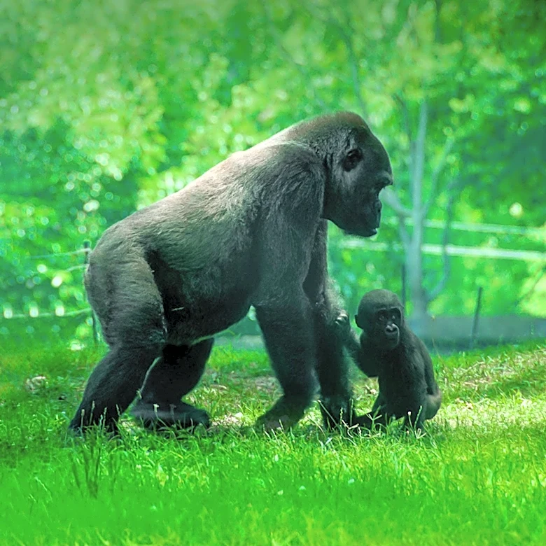 Pittsburgh Zoo Celebrates 128 Years with New Developments for Future Engagement
