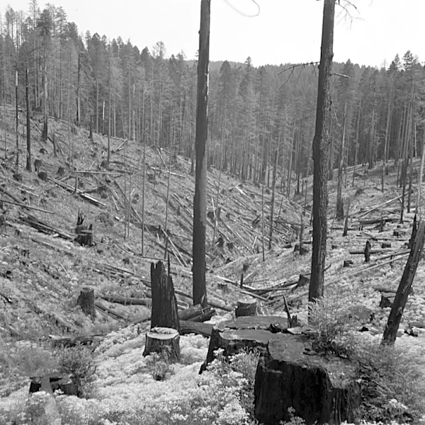 European Commission's Soy Biofuel Regulation Faces Scrutiny Over Deforestation Concerns