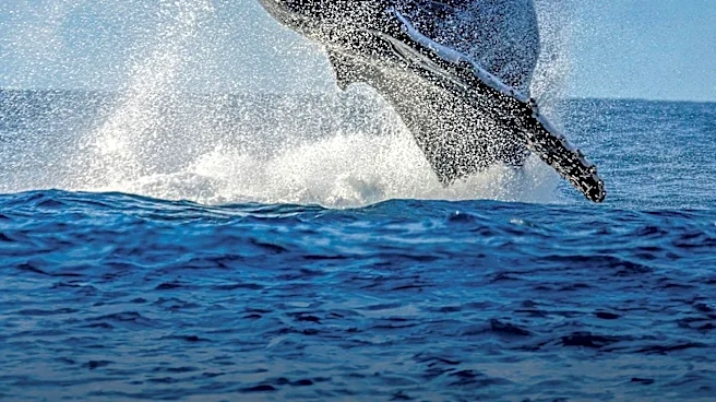 Whale Collision Causes Catastrophic Damage to New Jersey Fire Boat, No Injuries Reported