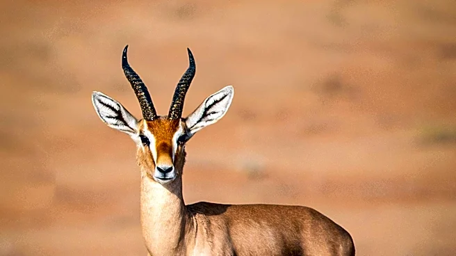 Israel Police and IDF Rescue Gazelle Fawns During West Bank Weapons Raid
