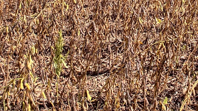 Illinois Department of Natural Resources Opens Bidding for Agricultural Leases to Support Wildlife and Recreation