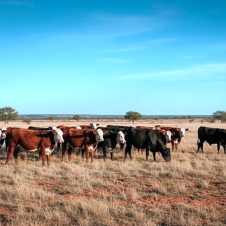 USDA Faces Criticism Over Screwworm Threat to U.S. Cattle Herd