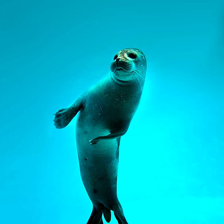 Seal Pup Photographed on Boogie Board Off Maine Coast