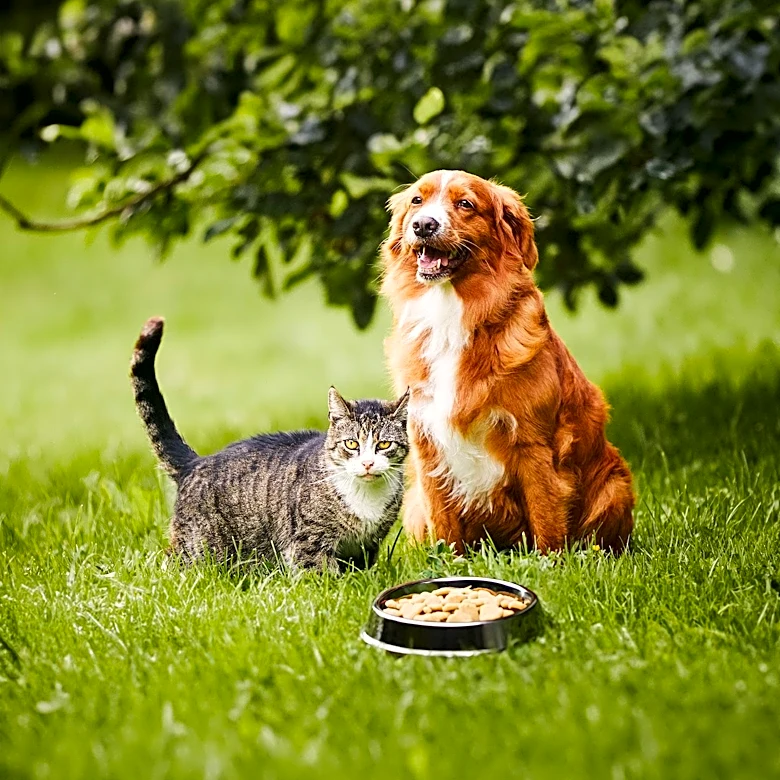 USDA Lacks Authority Over Pet Food Ingredients Despite Safety Concerns