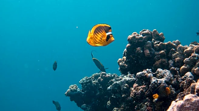 Marine Heatwaves and Bottom Trawling Threaten UK Marine Ecosystems