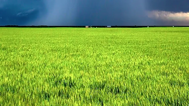 Nebraska's Wheat Crop Faces Historic Low Production Due to Severe Weather Conditions