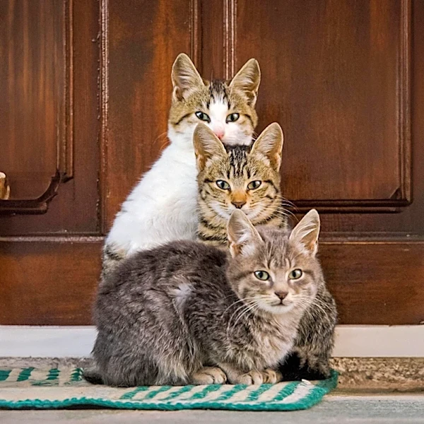 Animal Rescue Saves 71 Cats from Abandoned Property in Minnesota