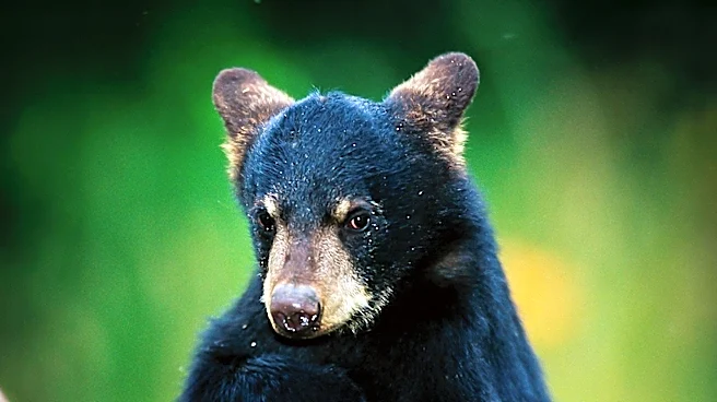 Bear Spotted in White Plains Tree Prompts Emergency Response