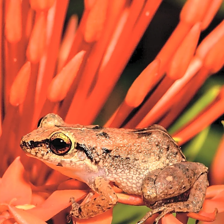 Japanese Frog Bacterium Shows Promise in Eliminating Cancer Tumors in Mice
