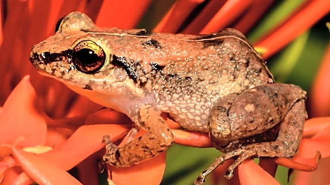 Japanese Frog Bacterium Shows Promise in Eliminating Cancer Tumors in Mice