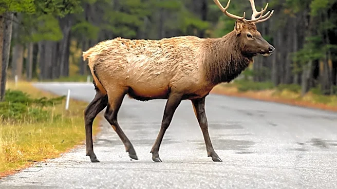 Mother Elk Stops Traffic for Calves in Jefferson County