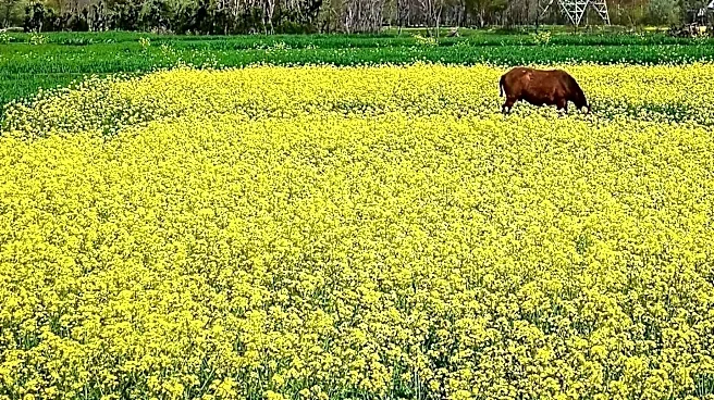 South Fayette Township Elementary School Uses Cow to Enhance STEM and AI Learning