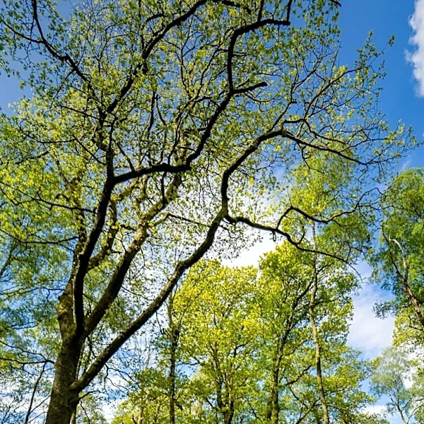 White Rose Forest's 25-Year Plan Aims to Expand Yorkshire's Woodland