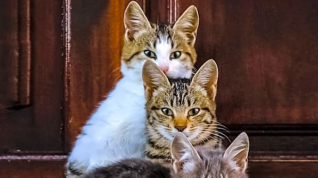 Animal Rescue Saves 71 Cats from Abandoned Minnesota Property
