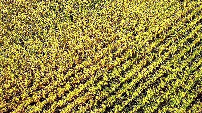 Scientific Groups Urge Congressional Oversight on USDA Agricultural Collections Relocation