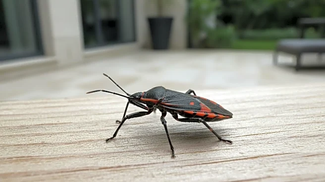 San Diego County Confirms First Locally Acquired Chagas Disease Case, Raising Awareness