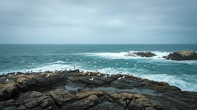 First Local Case of Deadly H5 Bird Flu Detected in Australian Seabird