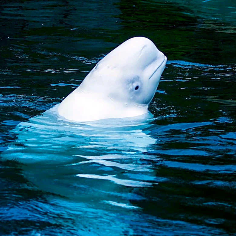 Georgia Aquarium Leads Effort to Rescue Beluga Whales from Canadian Park