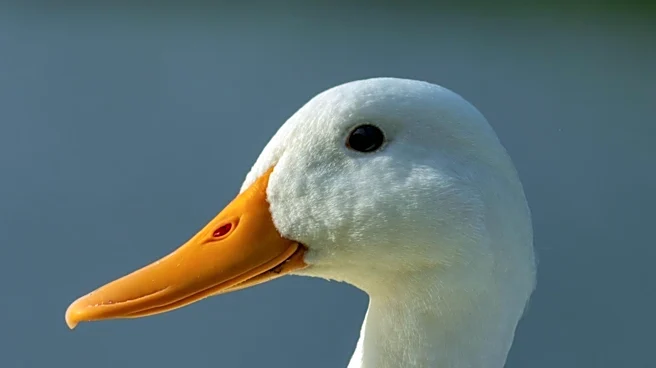 European Commission Initiates Anti-Dumping Probe on Chinese Pekin Duck Imports Affecting EU Market