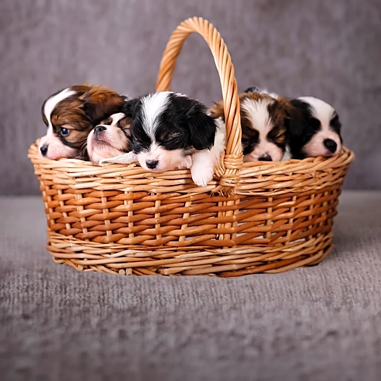 16 Puppies Rescued from Livermore Walmart Parking Lot, Awaiting Adoption
