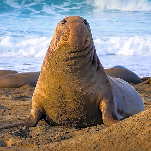 Tasmanian Authorities Address Challenges Posed by Elephant Seal Neil's Popularity