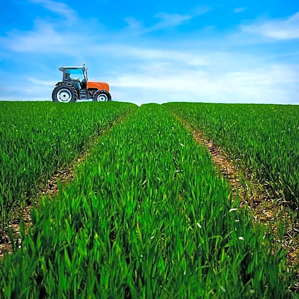 Israeli Study Reveals Tire Particles Contaminate Crops, Enter Food Chain