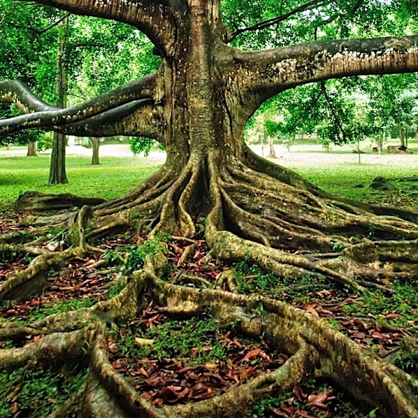 Father Concerned After Neighbors Cut Through Roots of 70ft Oak Tree