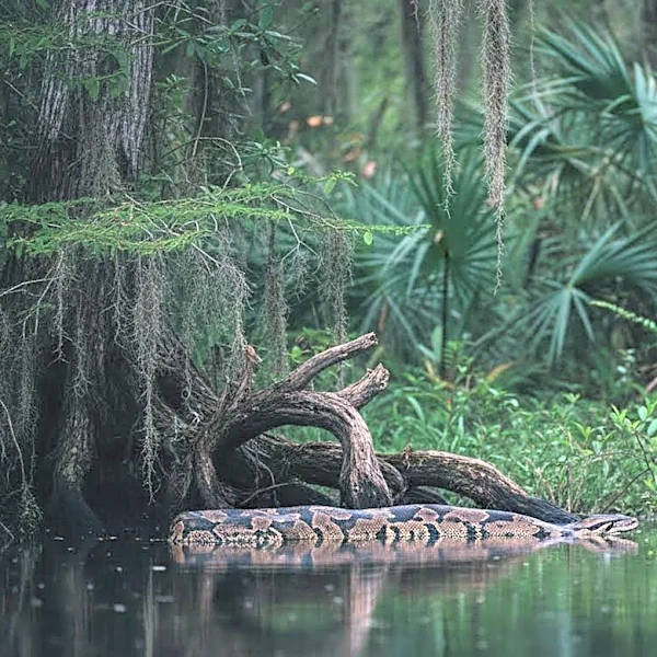 Invasive Burmese Pythons Establish New Hot Spot in Florida, Threatening Local Ecosystems