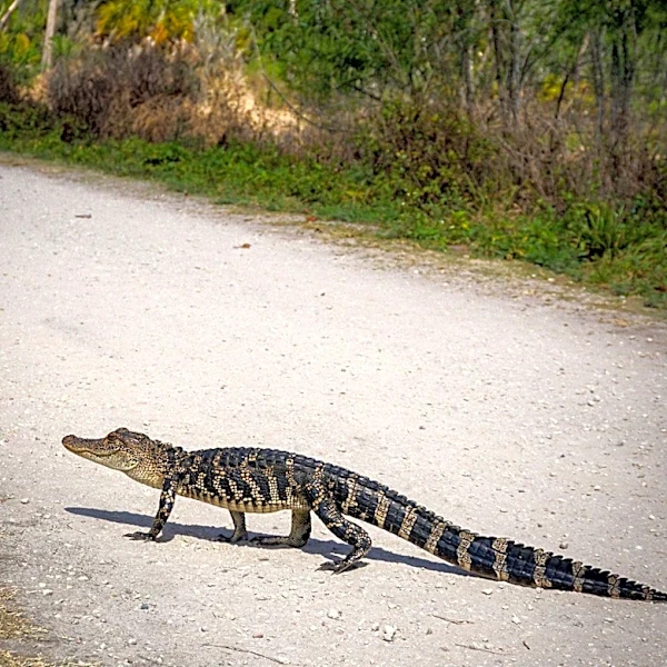 Invasive Burmese Pythons Establish New Colony in Southwest Florida